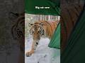 Big Cat Core Music Piano Soundtrack