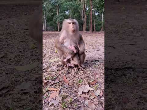 Cutie small baby monkey and wonderful mom  #shorts