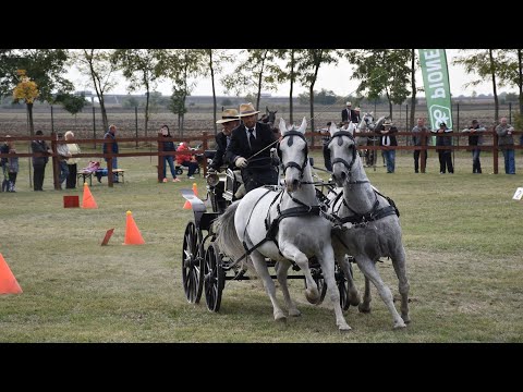 V. Kondorosi Lovasnap