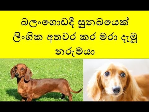 බලංගොඩදී සුනඛයෙක් ලිංගික අතවර කර මරා දැමූ නරුමයා