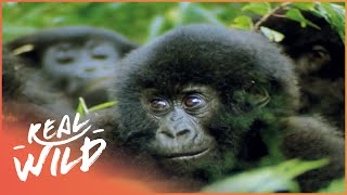 Mountain Gorilla: A Shattered Kingdom [Full Documentary] | Wild Things