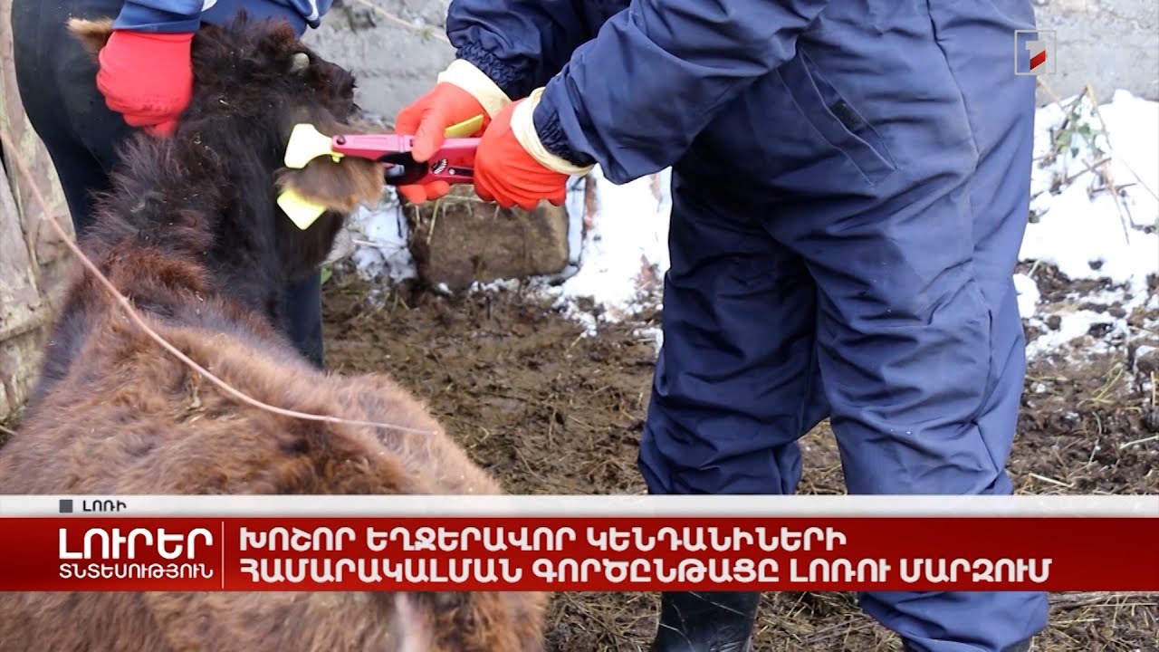 Խոշոր եղջերավոր կենդանիների համարակալման գործընթացը Լոռու մարզում