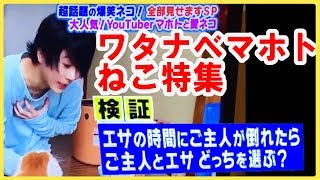 【テレビ出演】主人が倒れたらねこはどうする？【ワタナベマホト】