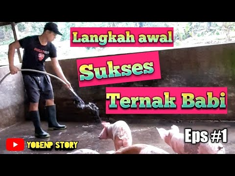, title : 'BERANI memulai usaha ternak babi. (episode 01) Patut Dicoba.'