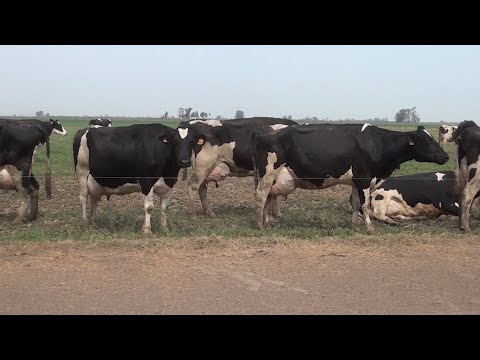 , title : 'El Ing. Juan Grigera nos presenta información sobre la cetosis en vacas lecheras'