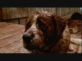 The Killer Cujo