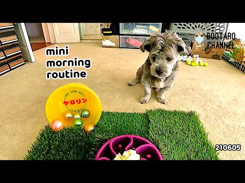 ★mini morning routine★ Good morning BooTaro ~210605~