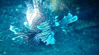 preview picture of video 'I'm a Giant Lionfish and I Hate Moray Eels'
