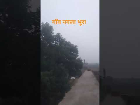 gram Nagla bhura #farming