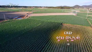 [178회_1부] 대파, 임자 만났네!