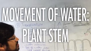Water movement up the stem
