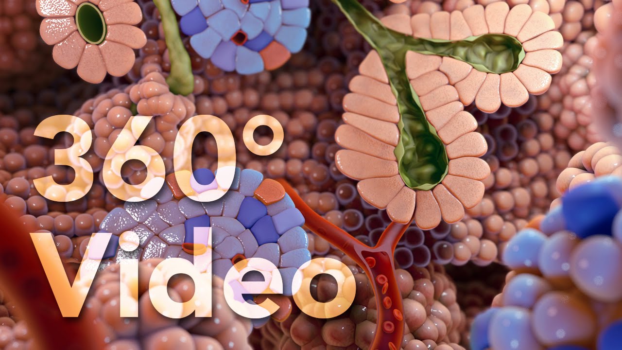 360° Endocrine Cells Animation (demo) - YouTube
