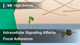 Intracellular Signaling Affects Focal Adhesions | Cell Bio | Video Textbooks - Preview