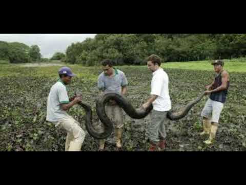 informacje na temat anakondy