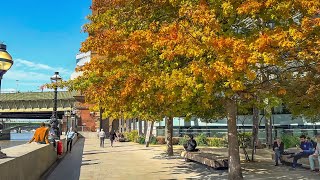 London Autumn Walk 2025 🍁 Tower Bridge & Thames Path North Bank Tour | 4K HDR