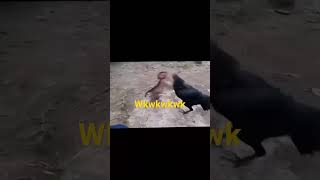 Download lagu VIDEO LUCU BIKIN NGKAK monyet vs ayam lucu virall mp3