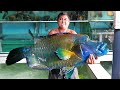 GIANT NAPOLEON FISH Vietnamese Food Hang Duong Quan