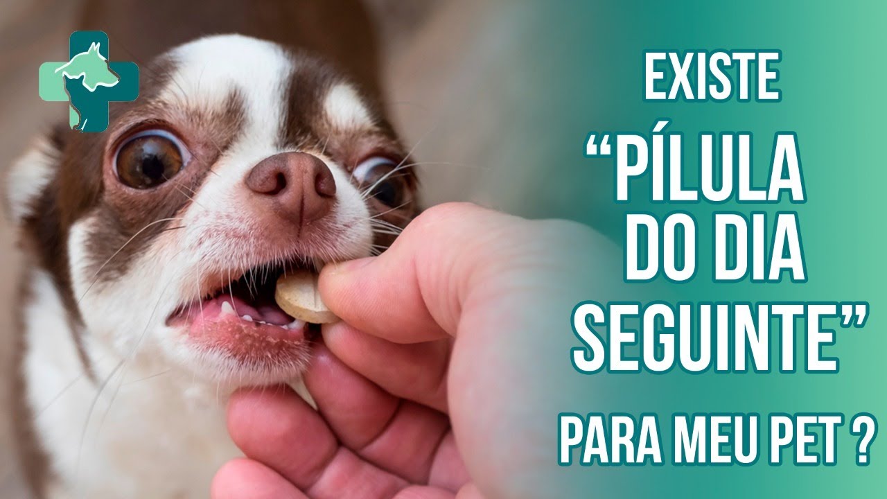 PÍLULA DO DIA SEGUINTE minha CADELA CRUZOU E EU NÃO QUERIA O que fazer