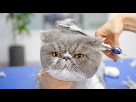 CUTE FAT CAT 😻🛁✂️❤️ How to lose weight!!