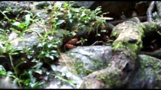 preview picture of video 'Cockscomb Reserve, Stann Creek District, Belize - Crab Cake'