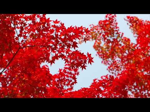 8 Hours of Incredible Fall Foliage Autumn Nature Scenes and Relaxing Music
