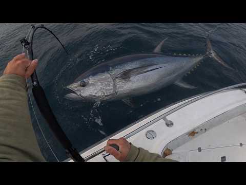 You'll *NEVER* see this on WICKED TUNA | Real Commercial Bluefin
