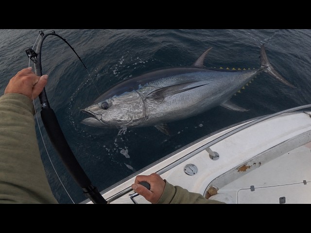 You'll *NEVER* see this on WICKED TUNA | Real Commercial Bluefin