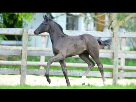 Hengstfohlen Decurio x San Remo x Carbid