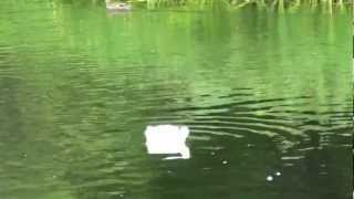 Séquence CC BY 008 - Les deux oiseaux blancs