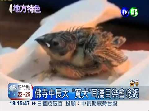 斑文鳥有慧根 見人說"阿彌陀佛"