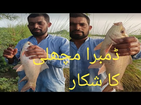 #Khalilshikari Today live hunting of Dumra fish #fishing #fish