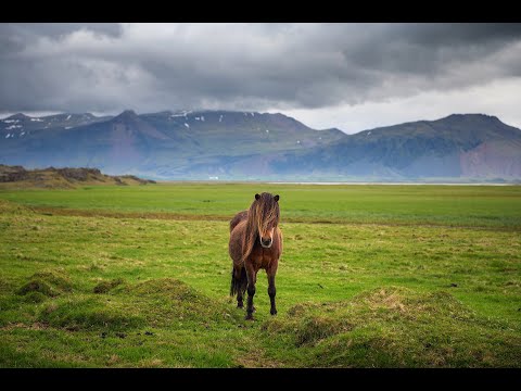 Can You Make A Horse Smile? You Bet! Here's How...