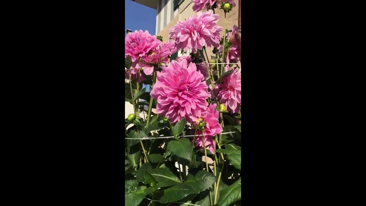 Formal Decorative Dahlia “lilac time “