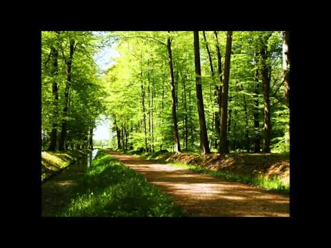 Formatia Sylex 2015 -  Prin padure pe carare