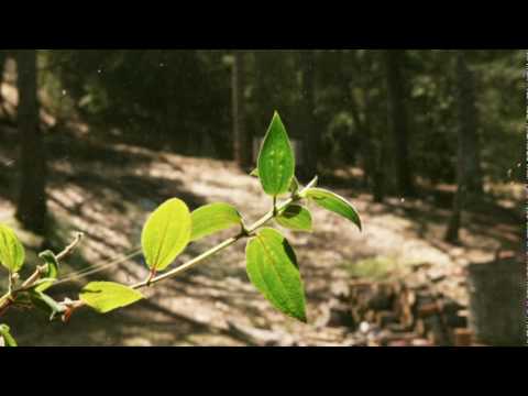 NW Apt. - Band of Horses