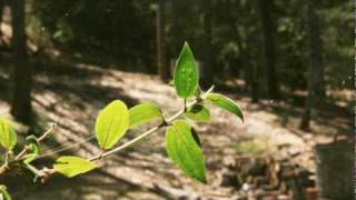 Band of Horses - NW Apt.