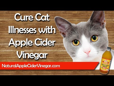 3 Ways to Use Apple Cider Vinegar to Cure Cat Illnesses: Mange, Fleas, Ears, and More