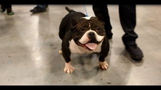 preview picture of video 'AMERICAN BULLY ATLANTA SHOW'