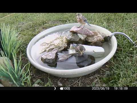 2023 0819 lots of bluebirds moving around!