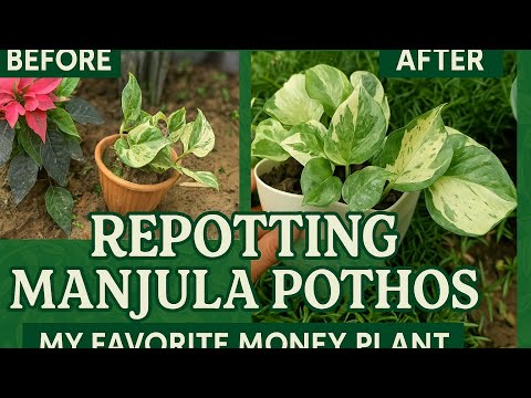 How I Repotted My Manjula Pothos 🪴✨ | Before & After Repotting 🌿#ManjulaPothos #MoneyPlant #garden