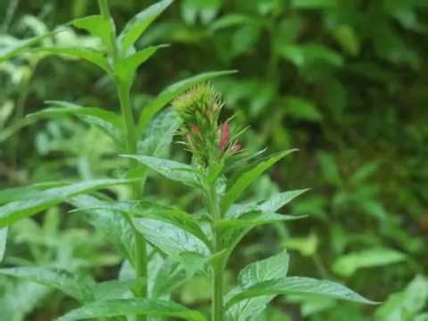 image-Do lobelia plants come back every year?