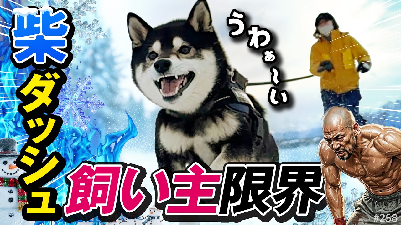 40歳過ぎて柴犬とダッシュするのはマジキツい