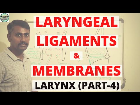 LARYNGEAL LIGAMENTS & MEMBRANES (LARYNX PART 4)
