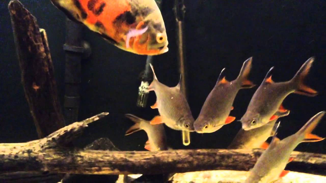 Tinfoil Barbs • Care Guide (Tank Setup, Mates & Diet)