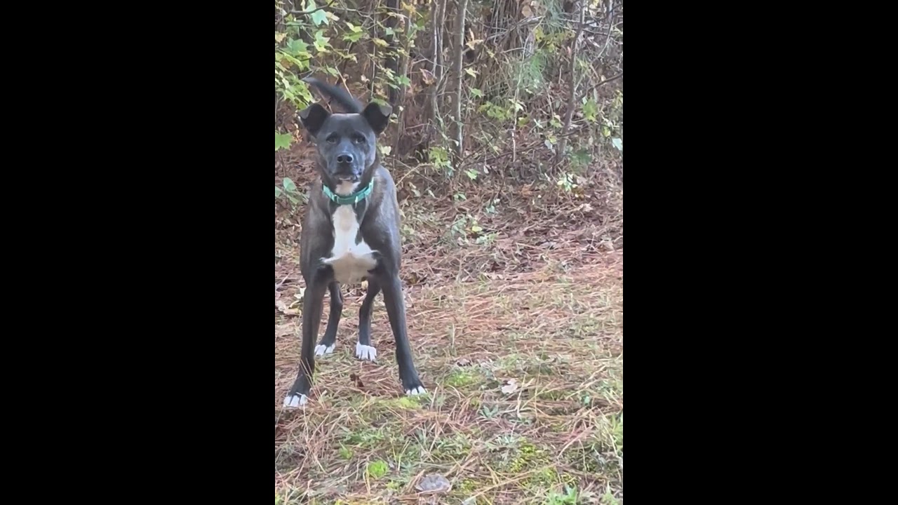 Enlarge Scout, a Adoptable mixed breed in Rainbow City, AL video 5/6