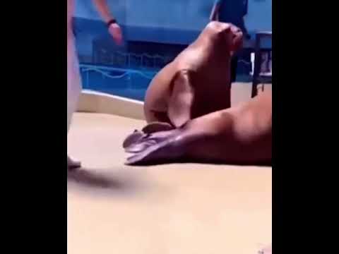 Весёлые моржи на тренировке