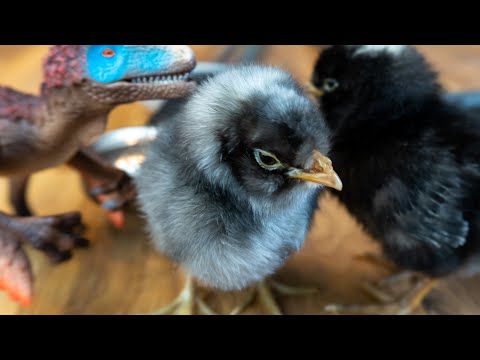 🐤 Hühner Küken Aufzucht 👍 Tipps & Tricks