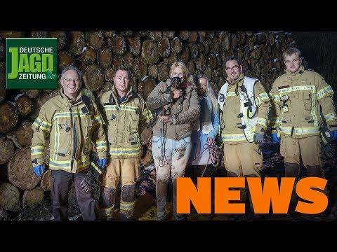 Jagende Schoßhunde, Abschuss-Wölfe, ALF-Randalierer geschnappt -  DJZ-News 6/2019