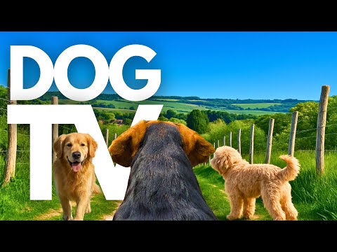 GoPro DogTV | 10hrs of Tranquil Virtual Dog Walks Through Serene Countryside Valleys 🐾🌳 Dog POV