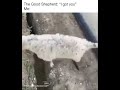 The Best Christian Memes The Good Shepherd I Got You Resque Sheep Falling
